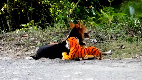 Fake tiger scares the doggies lol