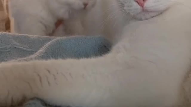 cute cat video