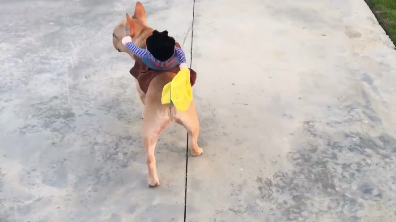 Dog in a Costume