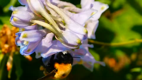 Close-up of a bee sucking nectar from flowers