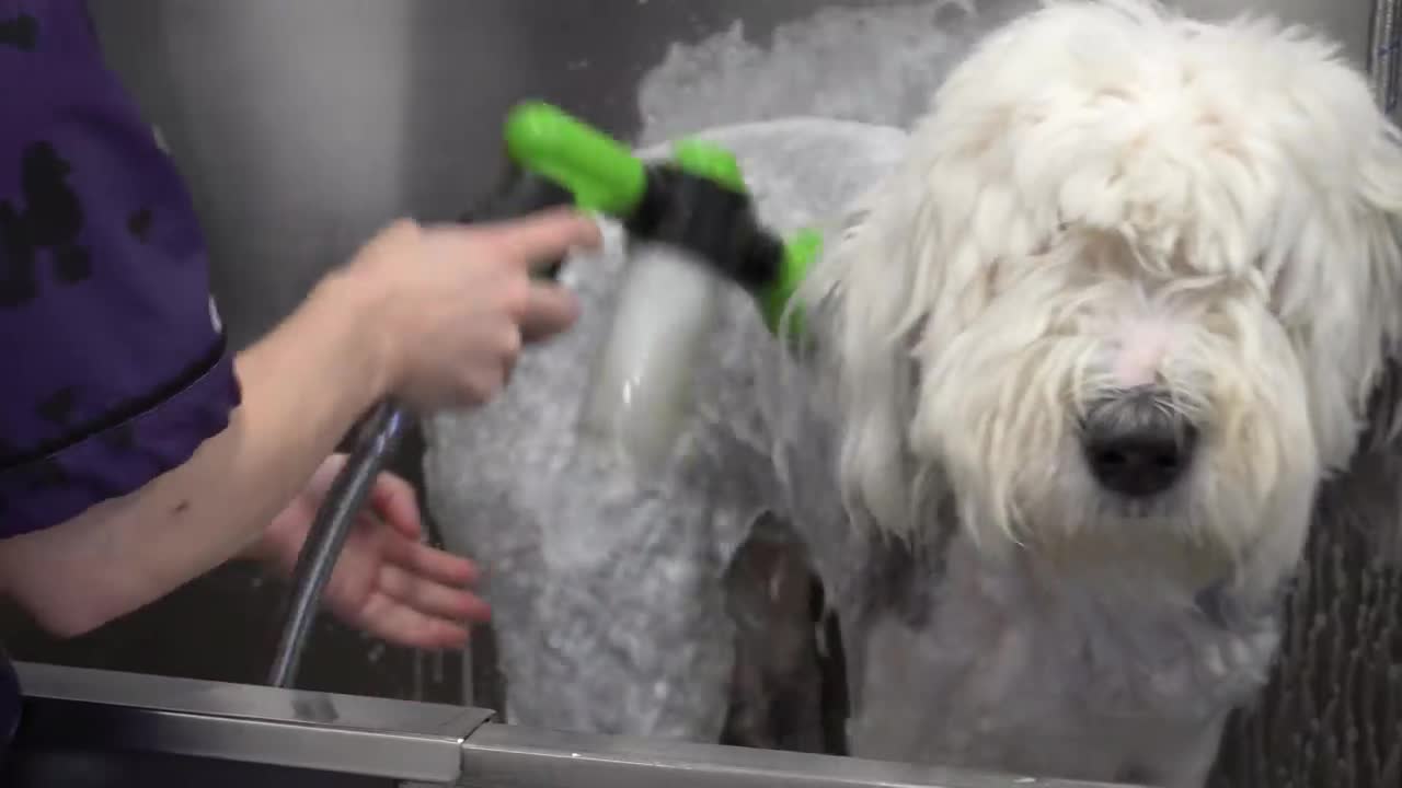 Total transformation on a giant floofy dog