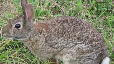 interesting facts about cotton tailed rabbit