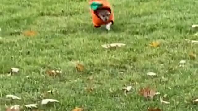 Puppy hilariously prances at the park in his Halloween costume