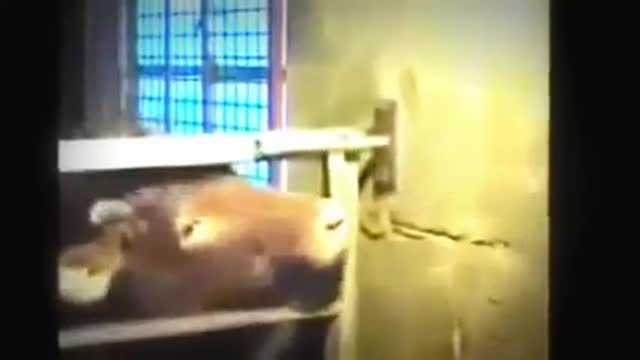 Smart Cow Escape