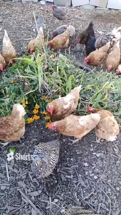 🐔 compost creators 🐓