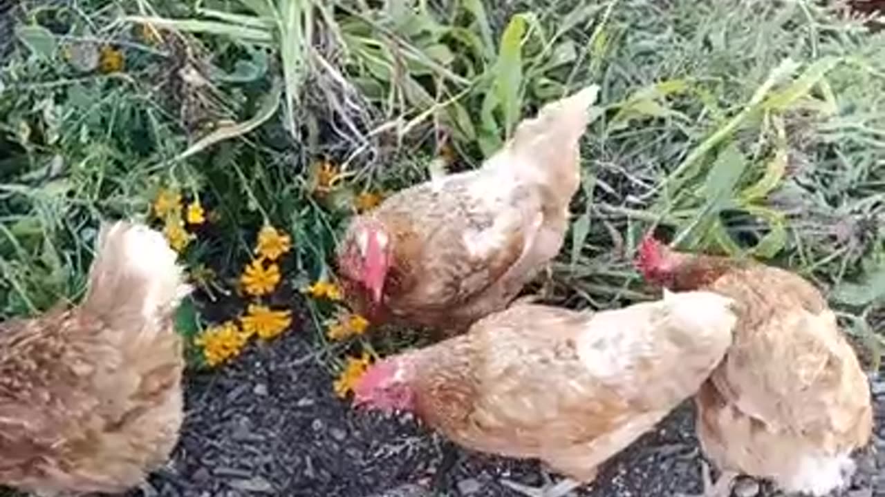 🐔 compost creators 🐓