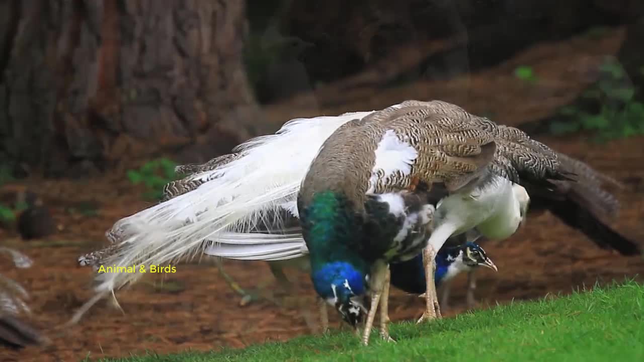 Dancing and talking peacock nature view