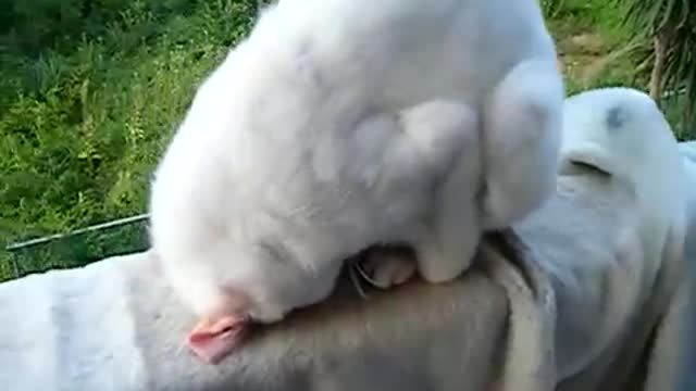 The cat is sleeping funny on the balcony.