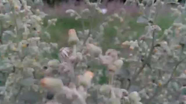 Flowers view