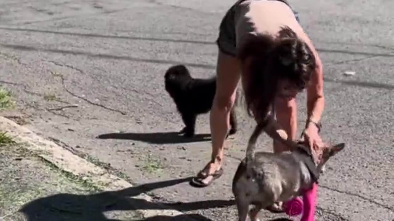 This dog trying prosthetics for the first time