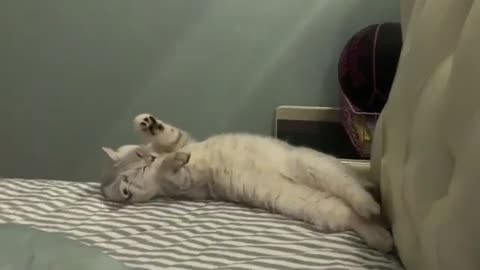 A sleepless cat suddenly fell down the bed