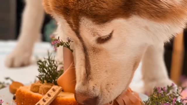 Amazing dog eat food 😋😋😋 best video watch 🔚🔚🔚
