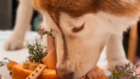 Amazing dog eat food 😋😋😋 best video watch 🔚🔚🔚