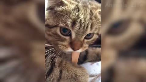 Funniest Cats And Dogs Videos 😻🐶 - Best Funny Animal Videos Of The 2022 🤣