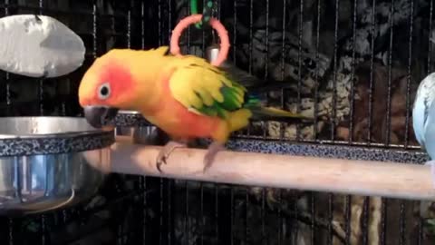 Confused parrot freaks out at own reflection