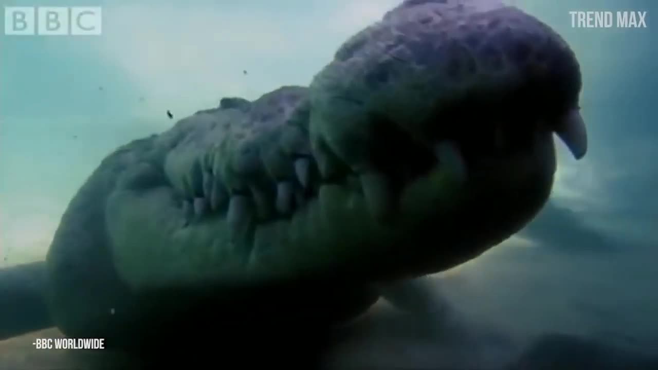 Top 10 MOST DANGEROUS ANIMALS