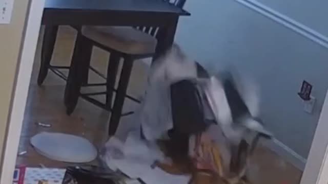 Dog Destroying full table set just in a few seconds - Funny dog