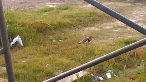 Sereneada del 27/10/2024, día de elección presidencial - COVISOLTAC - Tacuarembó