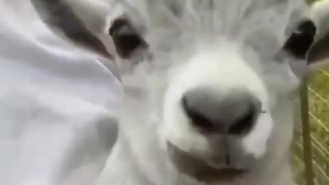 new funny pets video / funny goat / trending / cute pets videos