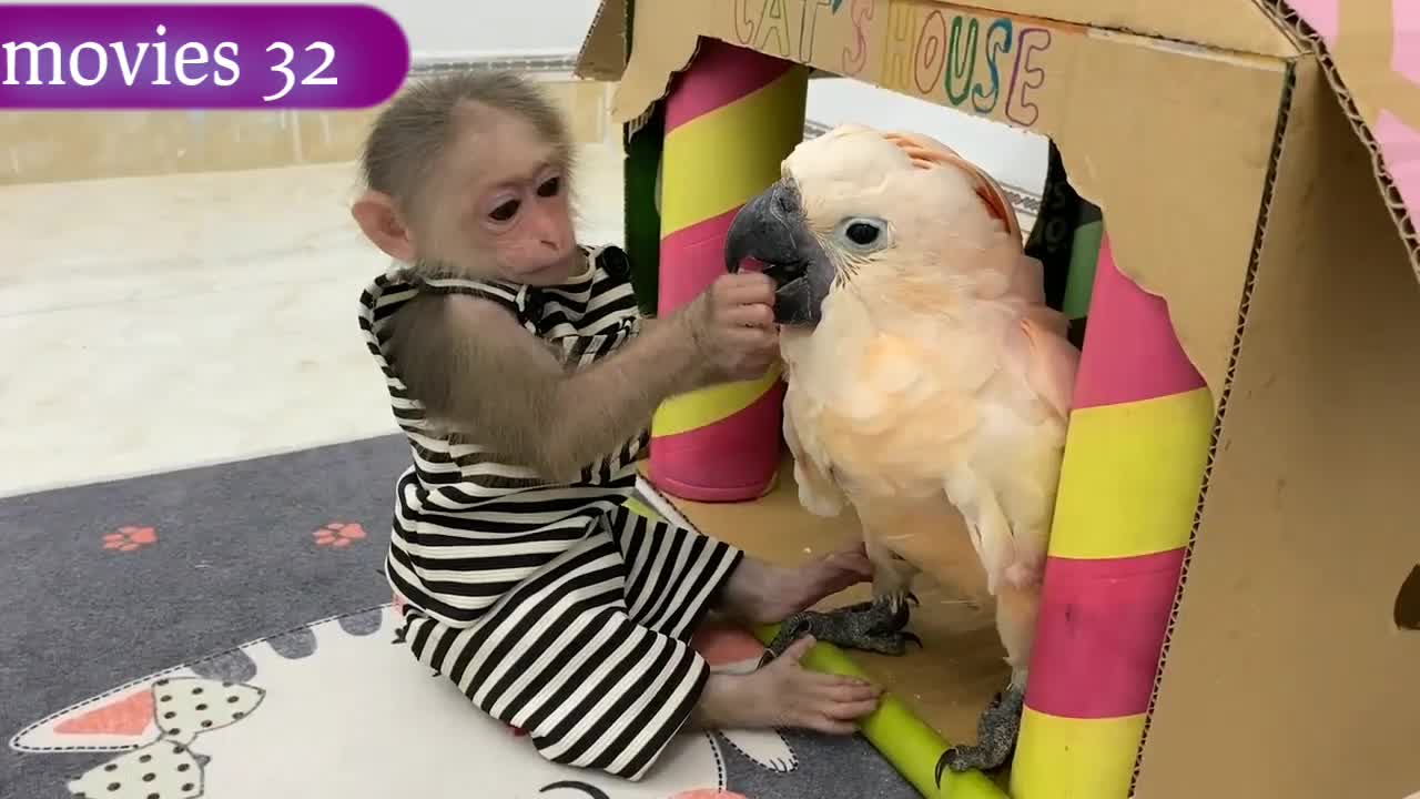 Smart BiBi helps dad feed baby parrots