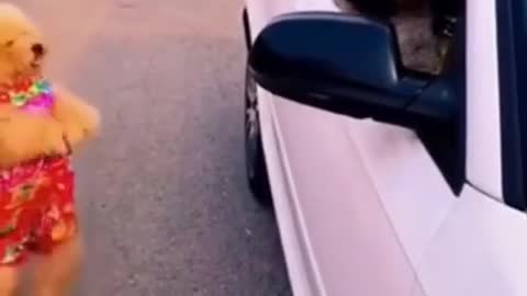 Dog funny video
