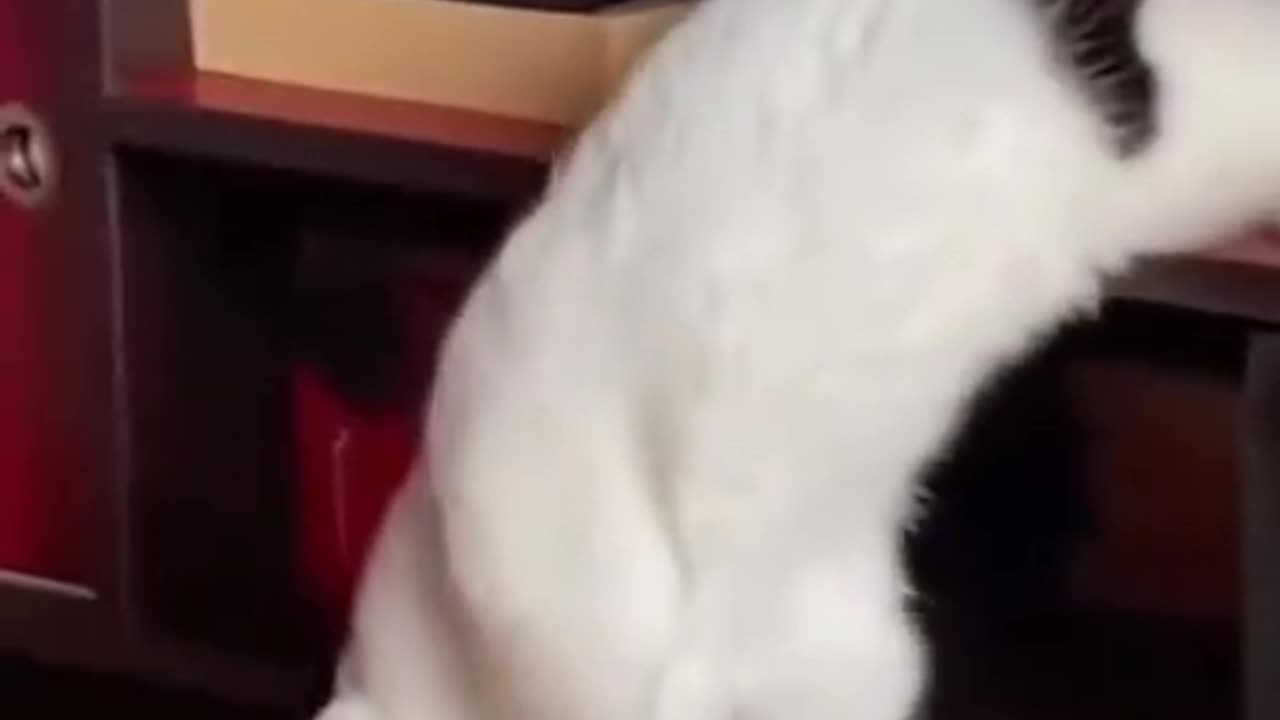 A cat that sleeps amazingly