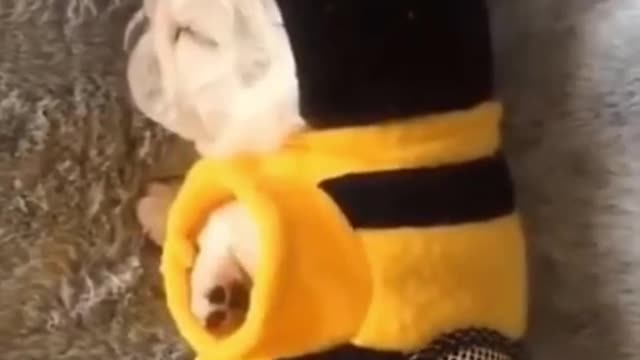 Cute Puppy | Bee Costume