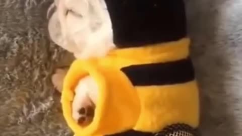 Cute Puppy | Bee Costume