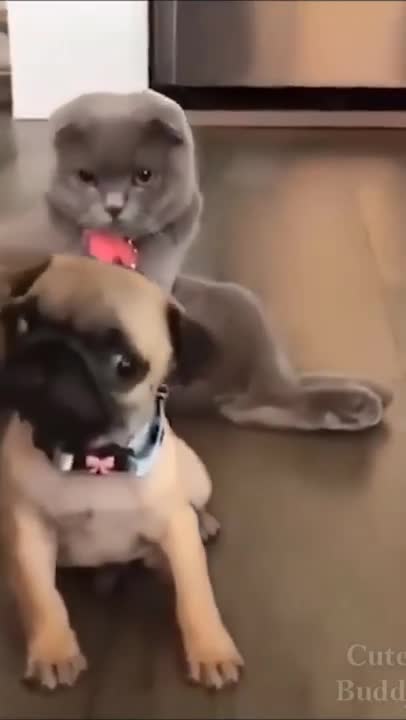 cute animals #cute_animals