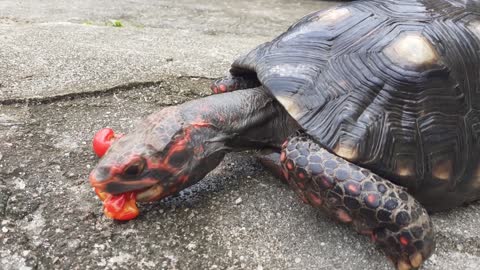 Tortoise eating