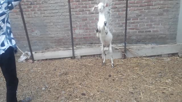 My goat playing with me 🤡🤡🤩🤩🤘✌