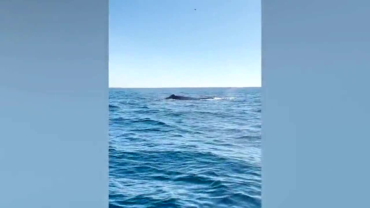 Rare 55ft long sperm whale seen along California coast