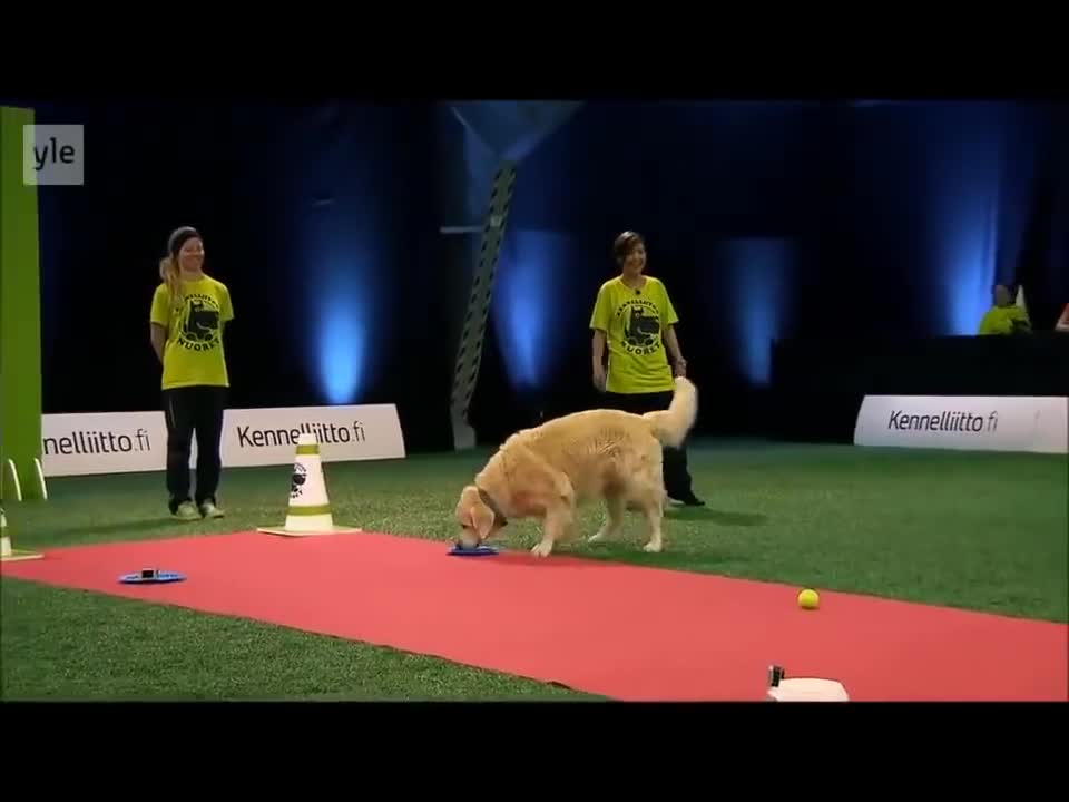 Hilarious Golden Retriever Really Wants To Race But.. First Things First..mp4