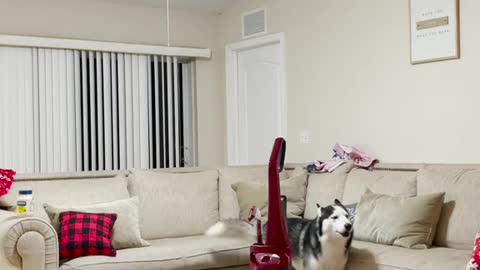 #funyanimals #dogs