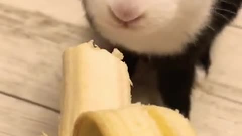 Cute rabbit eating a banana 🍌 🐇