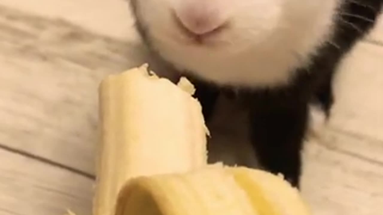 Cute rabbit eating a banana 🍌 🐇