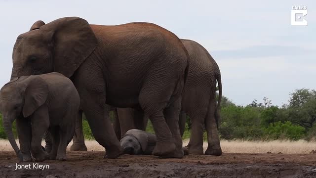 Adorable Baby Elephant Falls While Trying To Drink From Trunk