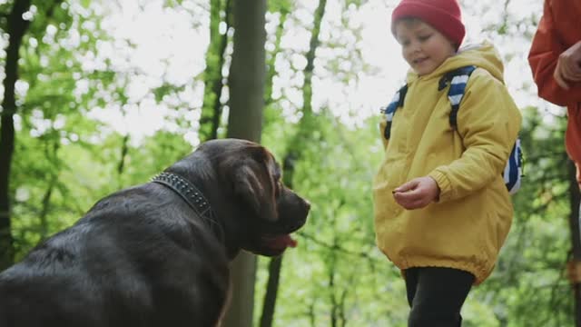 A Child Playing with His Pet Dog