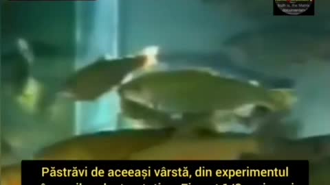 Descoperire științifică interzisă din 1988