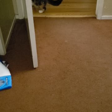 Cat gets head stuck in toy, daughter laughs maniacally.