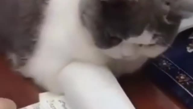 So Cute Cats ♥ Best Funny Cat Videos 2022