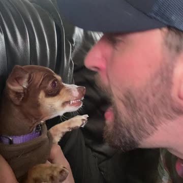 Grouchy Lovable Puppy