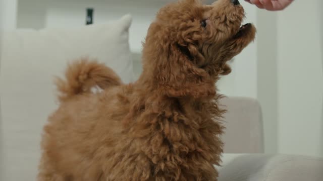 Happy Cute Poodle on Couch enjoying her me time