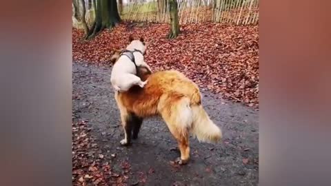 Adorable Puppy Loves His Duck Buddy