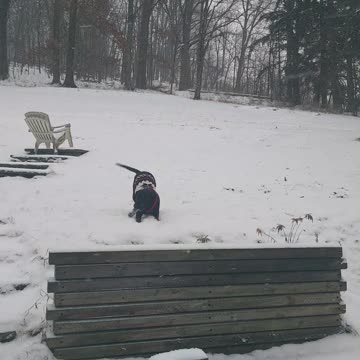 Merry Christmas from Luci Lu (and us)