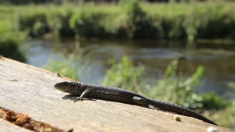 Lizard basking in the morning sun