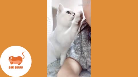 Funny Cats and Dogs Videos Compilation 2019