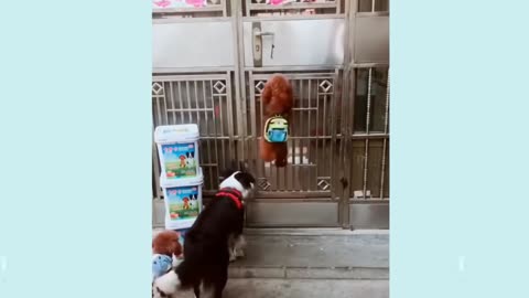 Clever dogs lend a helping paw