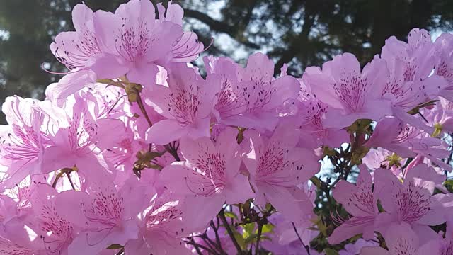 Lovely Close-Up Video Of Flora