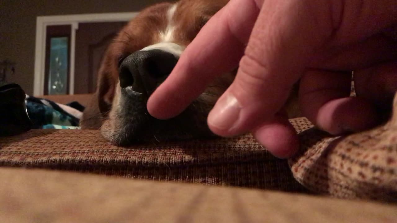 Picking On Dog’s Nose